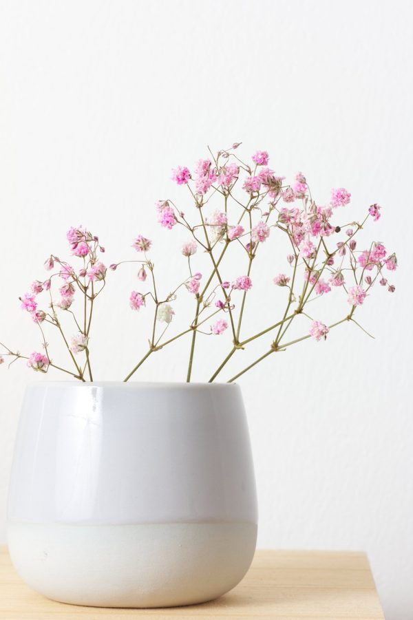 gypsophila-4985244_1280